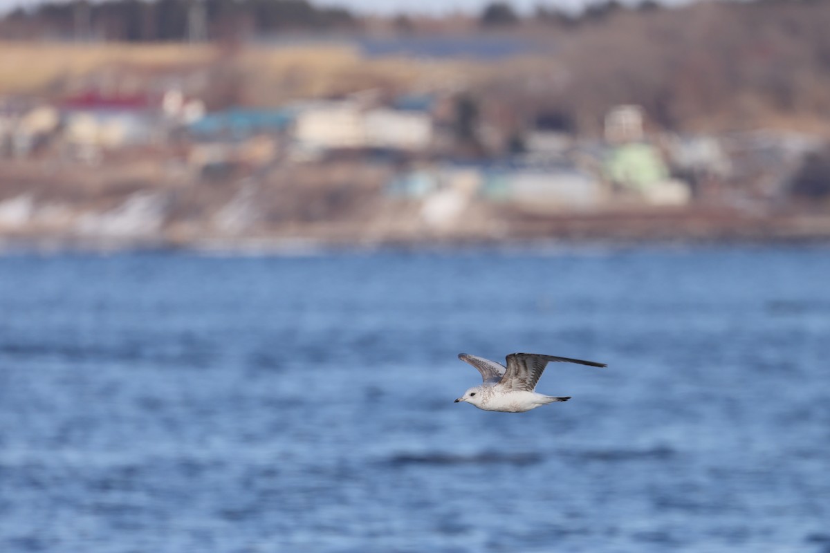 Common Gull (Kamchatka) - ML633675338