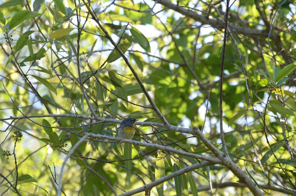 Northern Parula - ML633675339