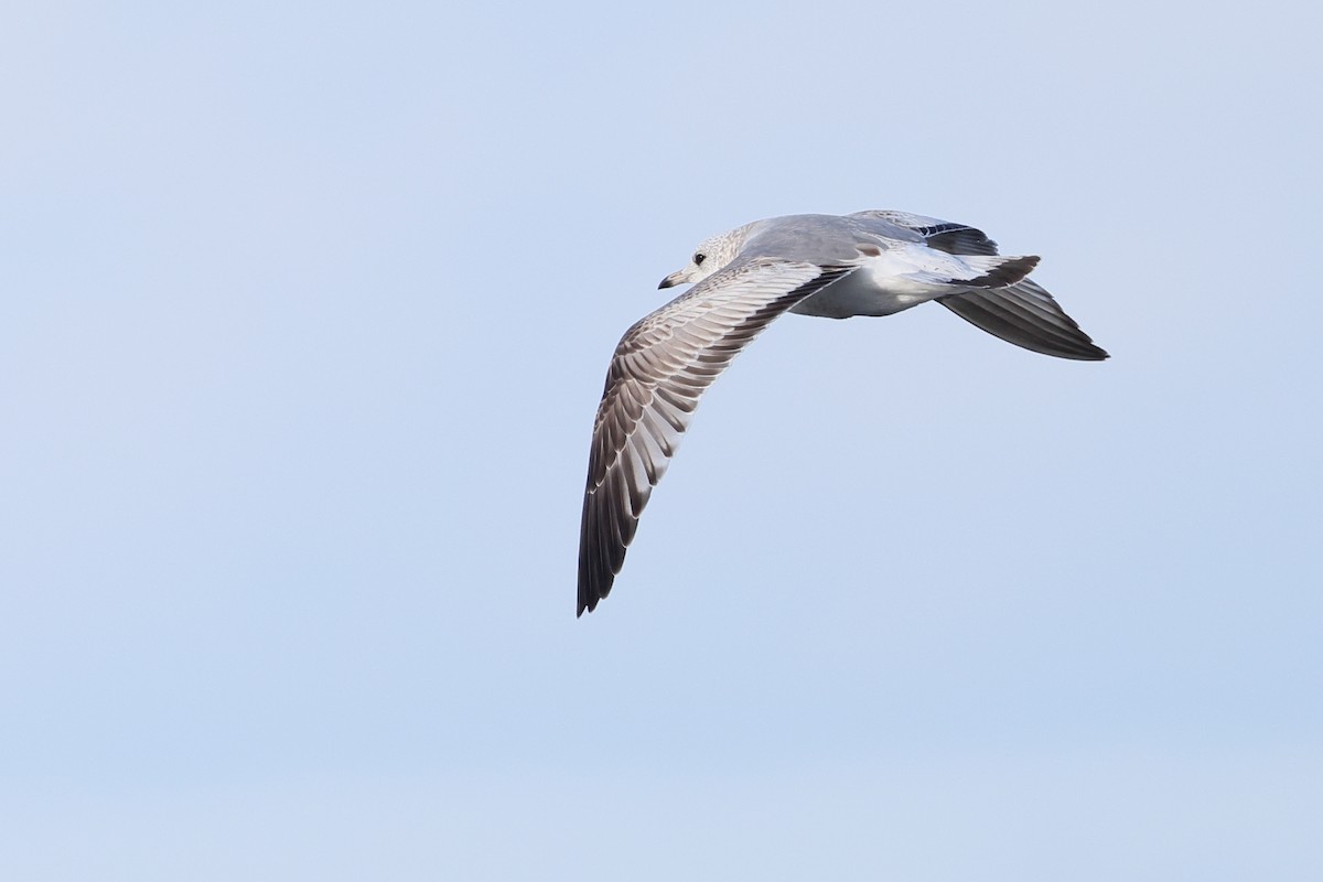 Common Gull (Kamchatka) - ML633675362