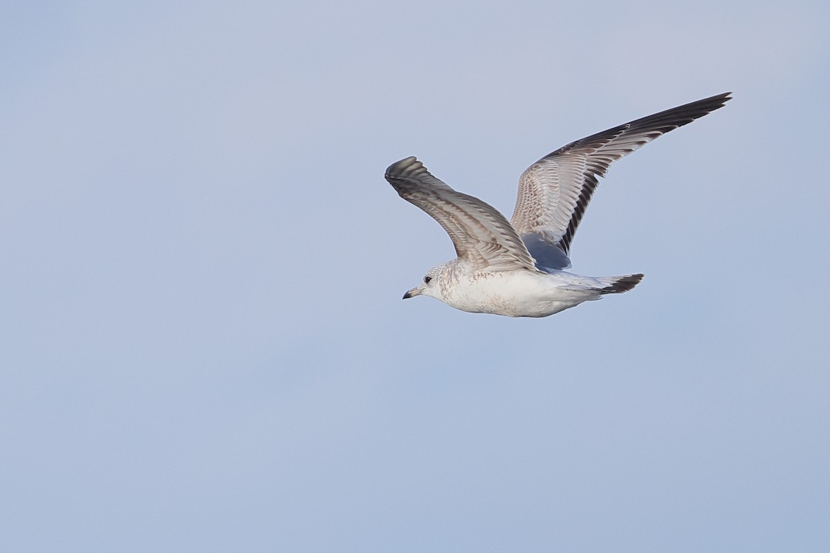 Common Gull (Kamchatka) - ML633675366