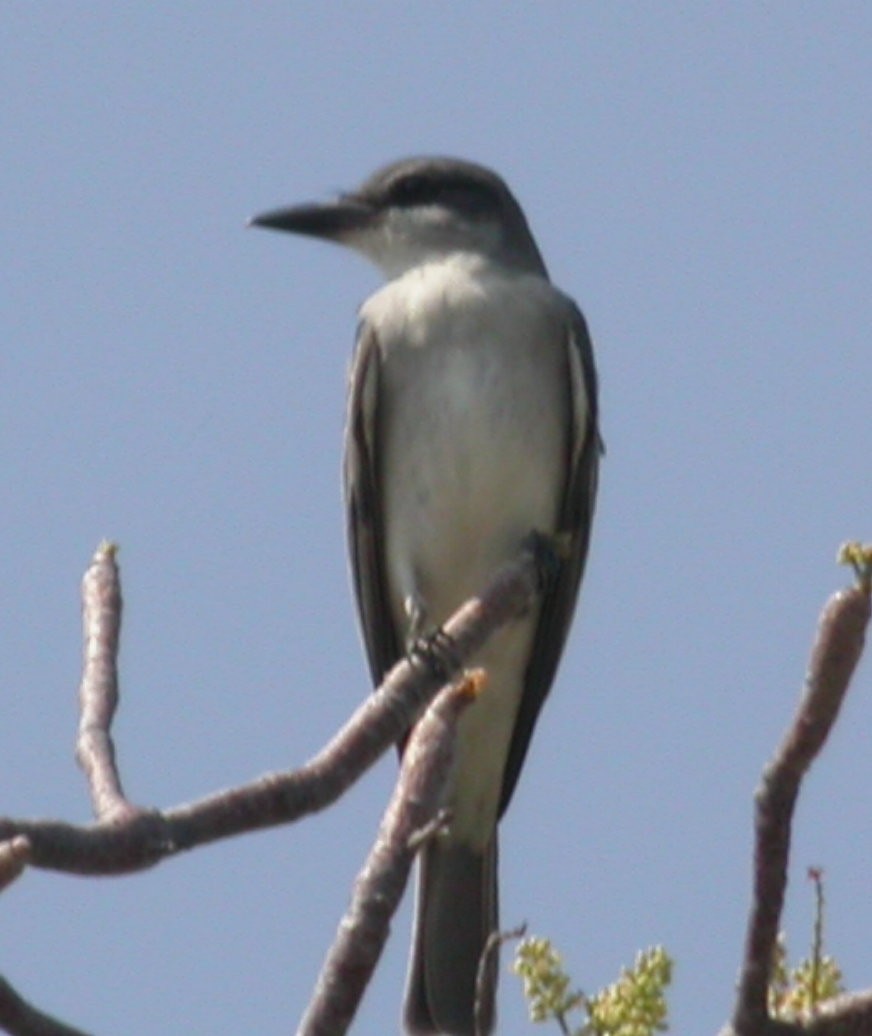 Gray Kingbird - ML633675411