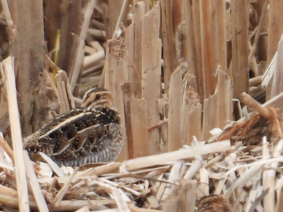 Wilson's Snipe - ML633675508