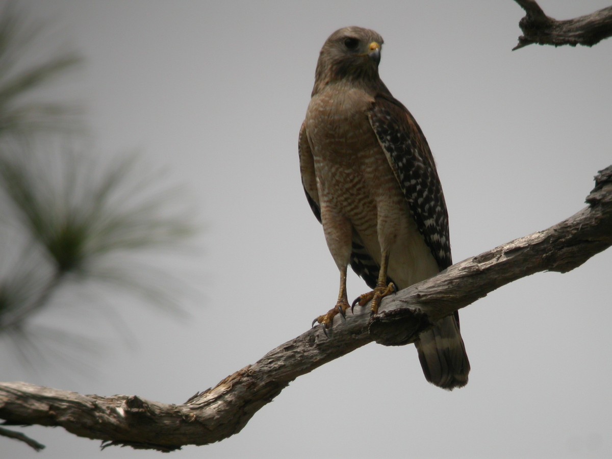 Red-shouldered Hawk - ML633675555