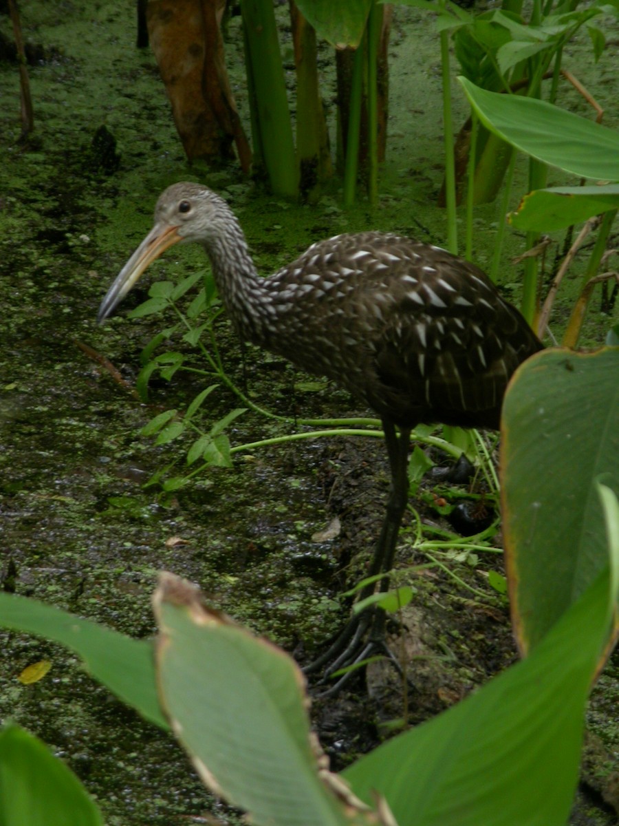 Limpkin - ML633675574