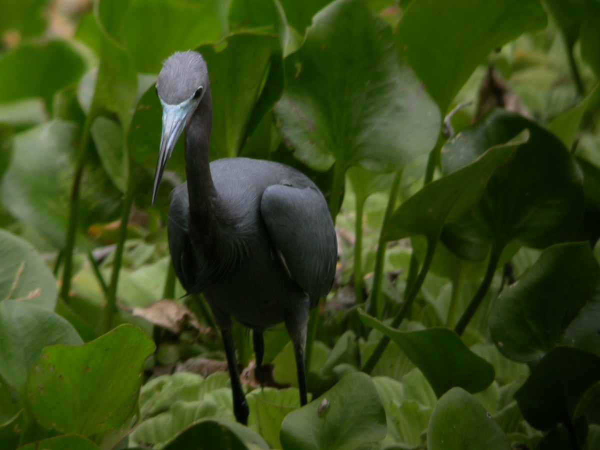 Little Blue Heron - ML633675598