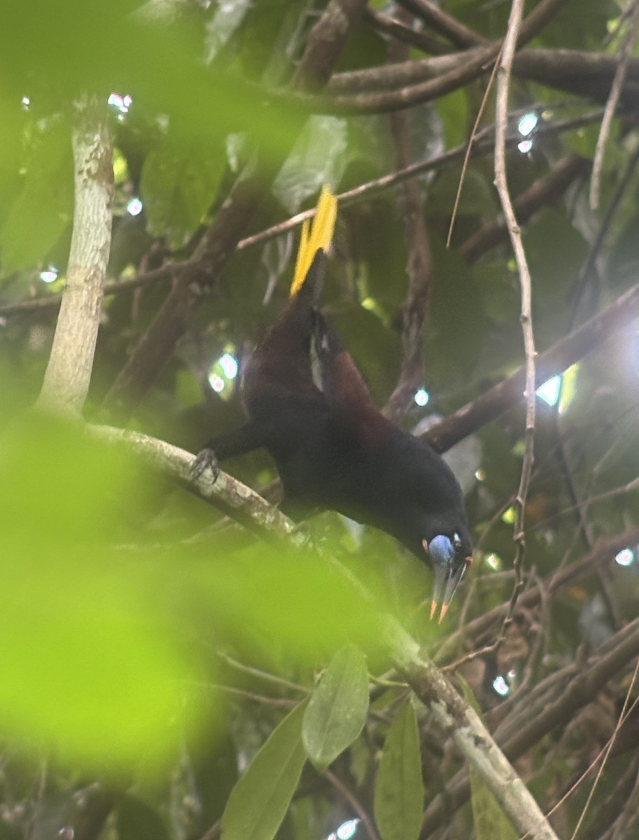 Black Oropendola - ML633675627