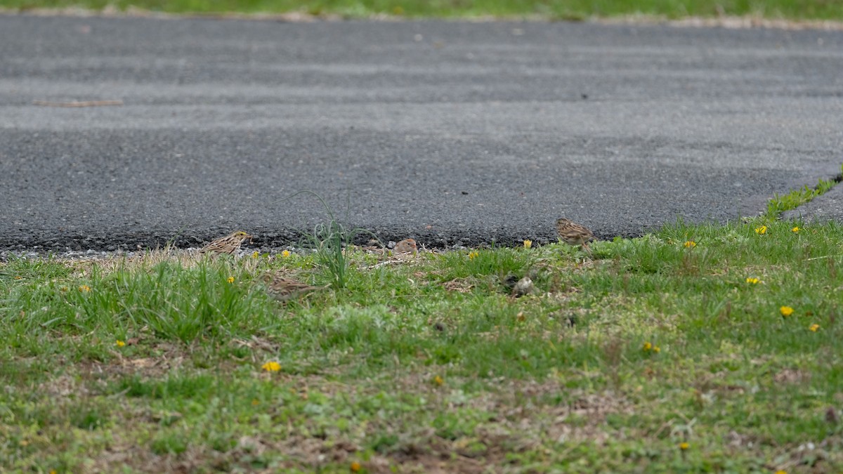 Field Sparrow - ML633675726