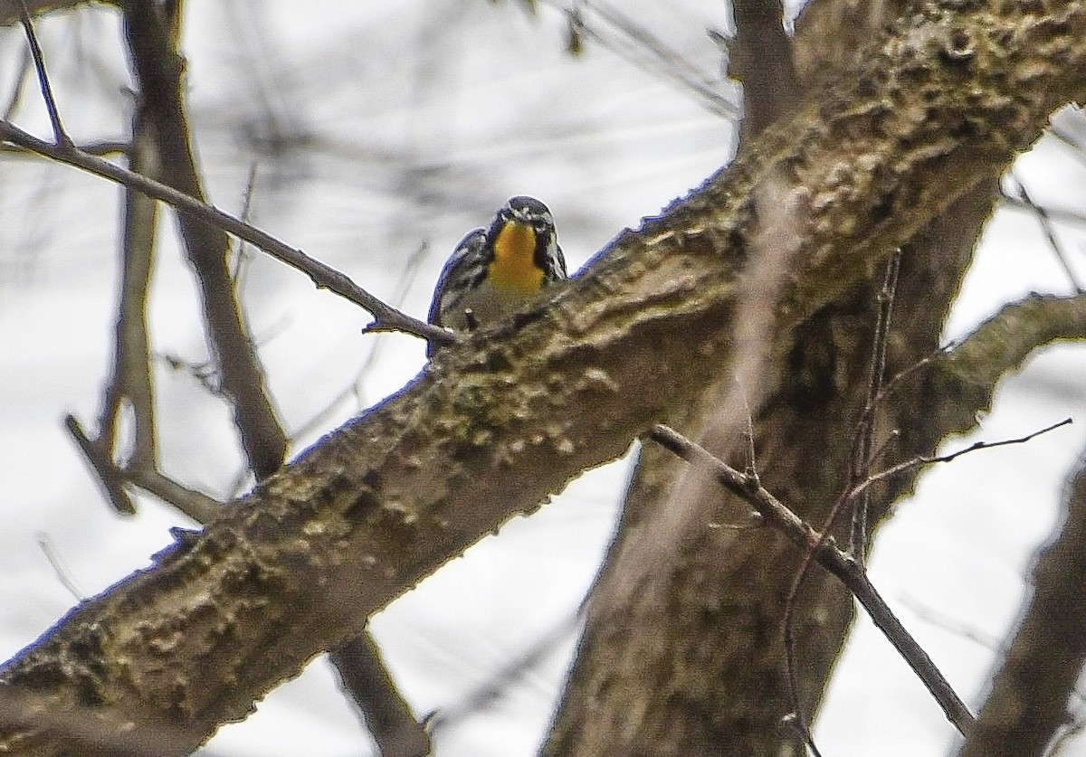 Yellow-throated Warbler - ML633675755