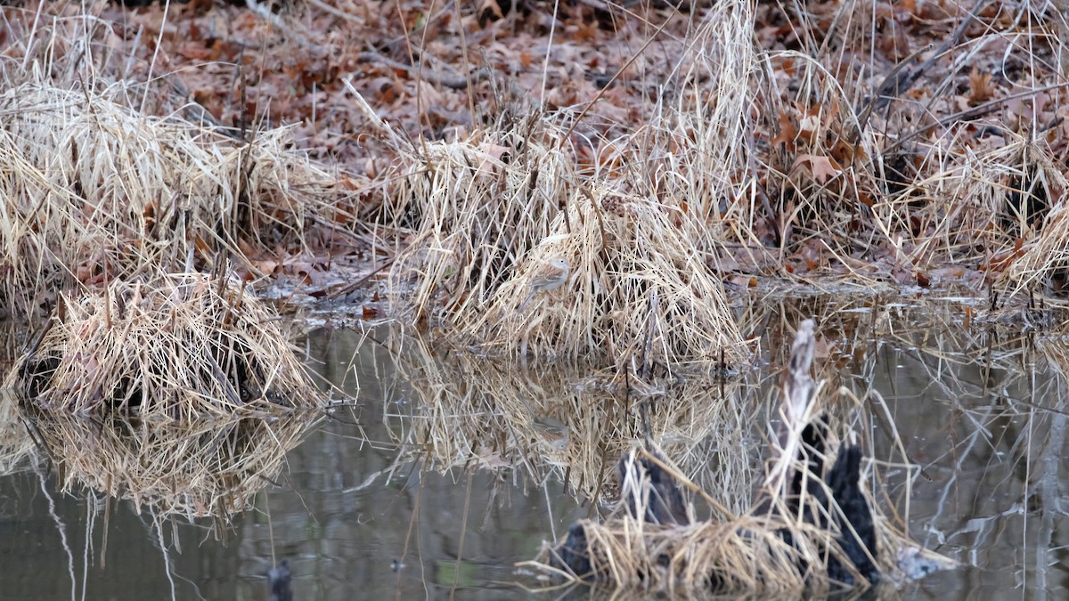 Field Sparrow - ML633675770