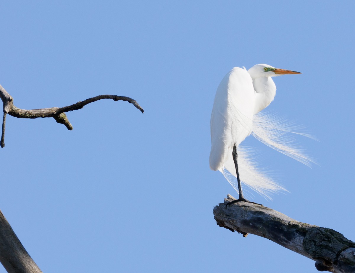 Great Egret - ML633676027