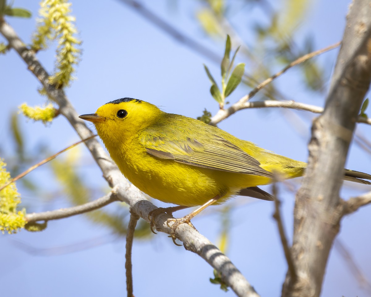 Wilson's Warbler - ML633676029