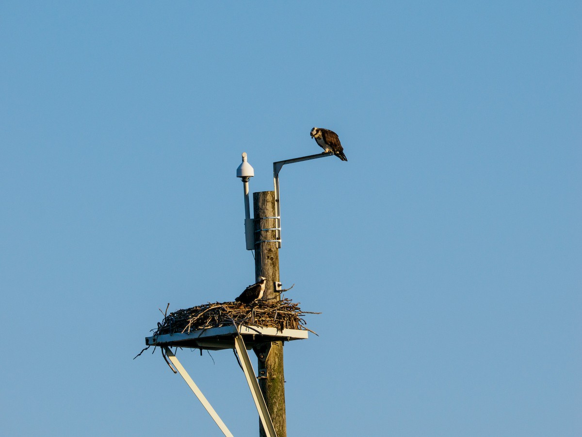 Osprey - ML633676039