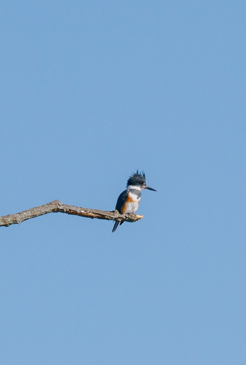 Belted Kingfisher - ML633676069