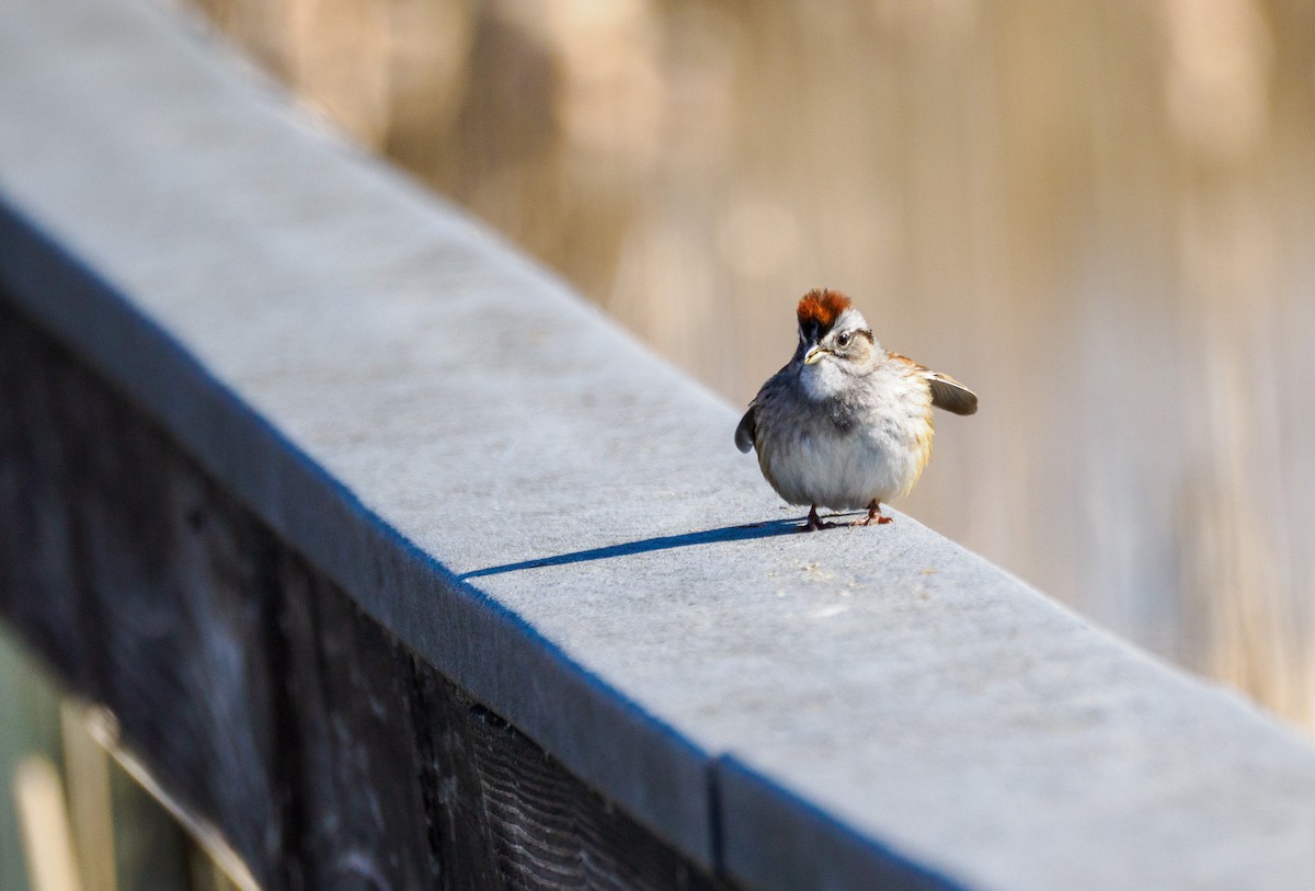 Swamp Sparrow - ML633676087