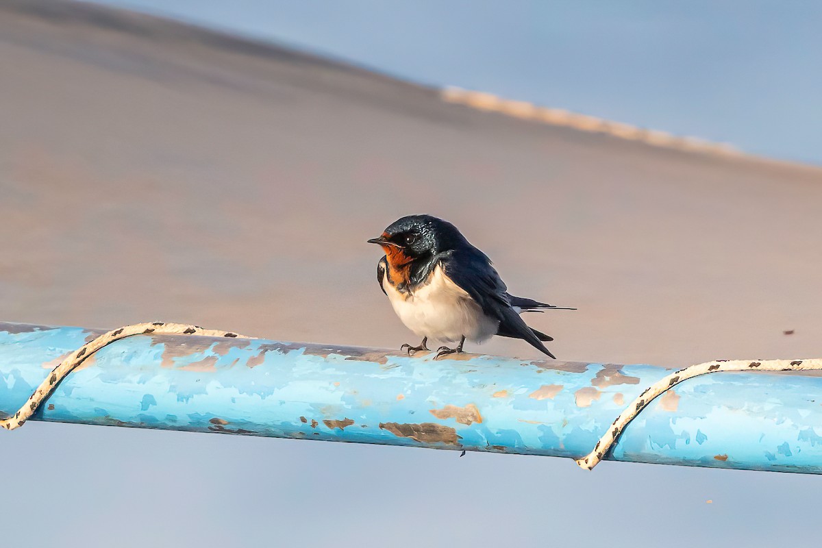 Red-chested Swallow - ML633676315