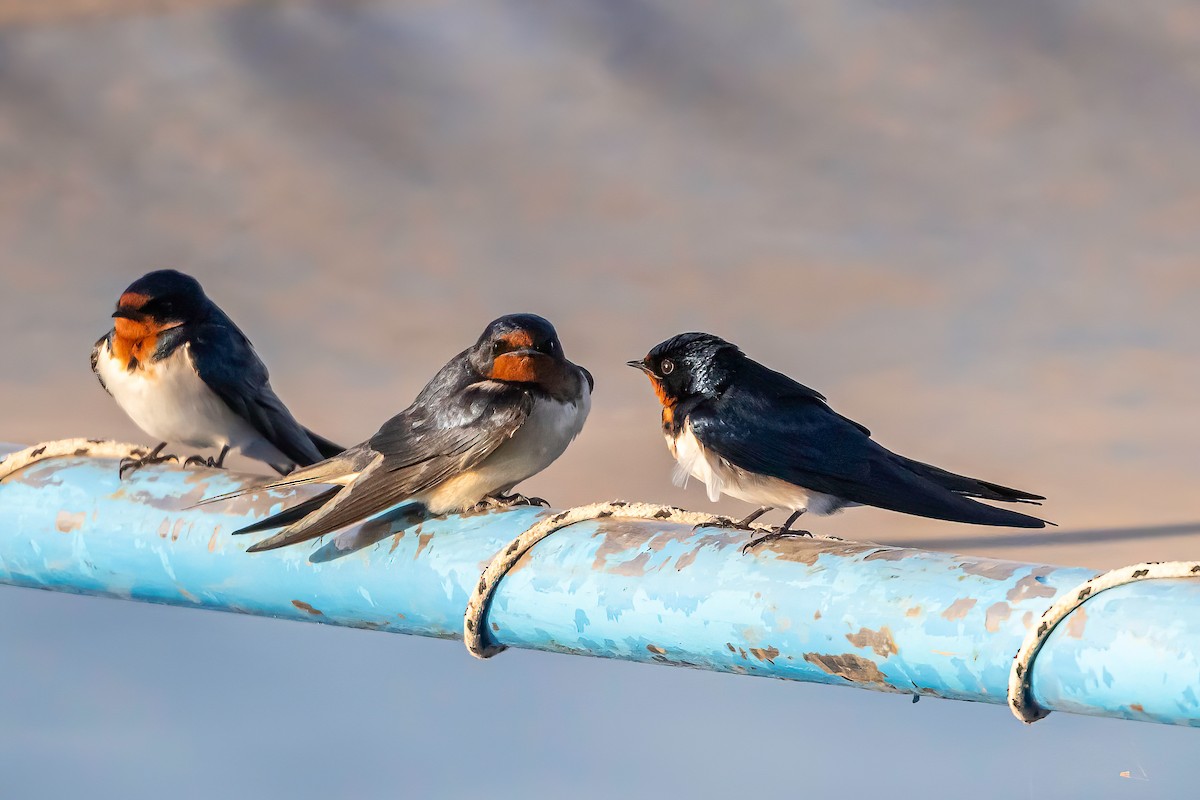 Red-chested Swallow - ML633676316