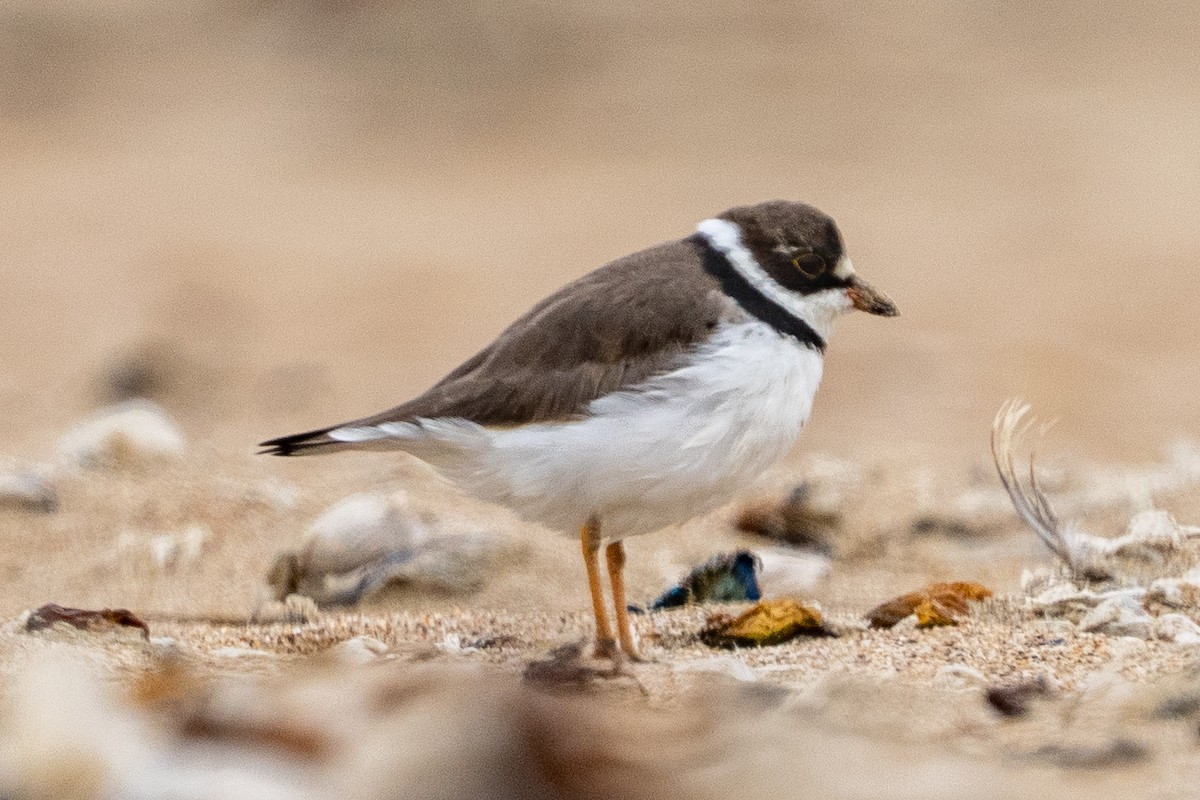 Semipalmated Plover - ML633676393