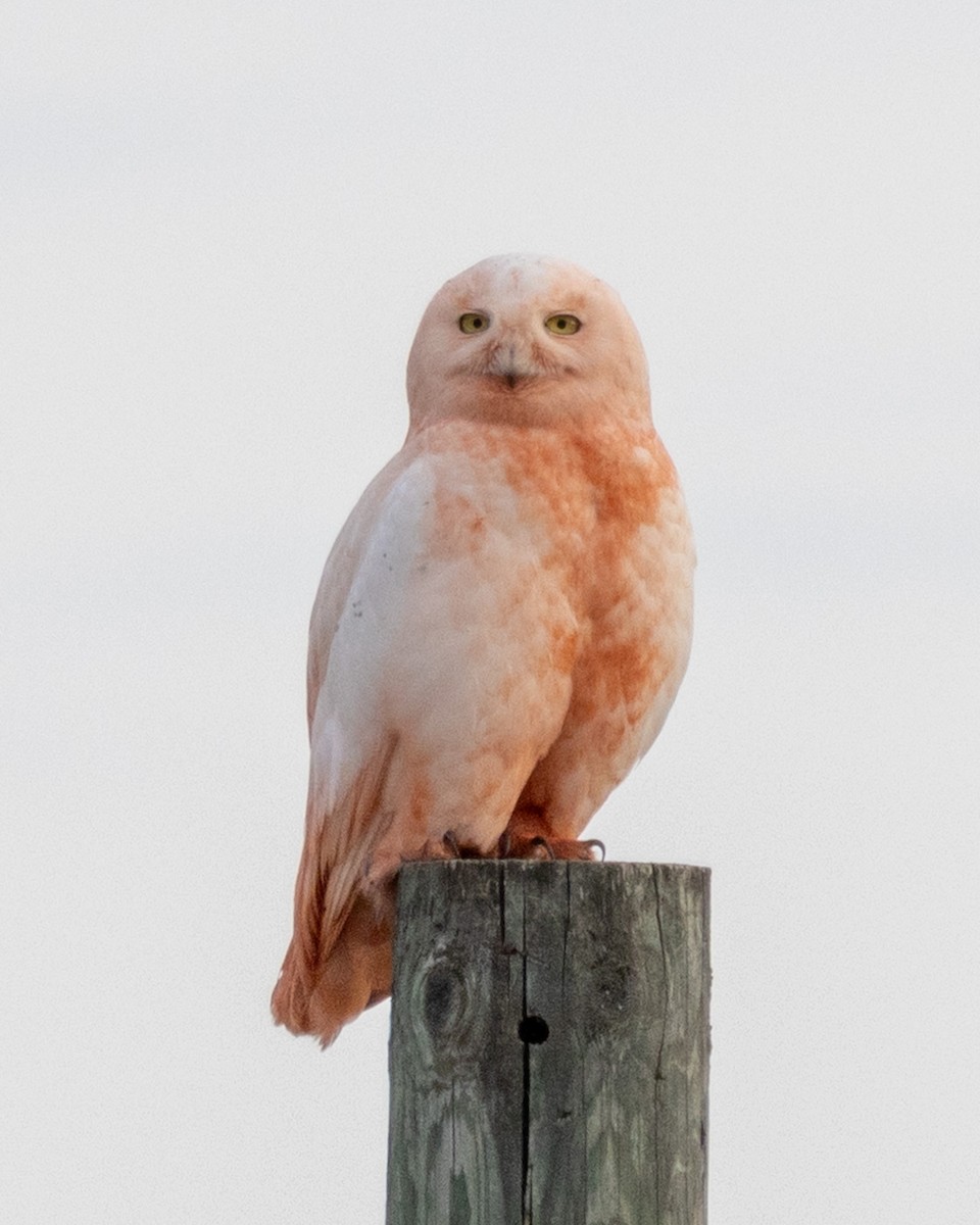 Snowy Owl - Susanne Kurtz