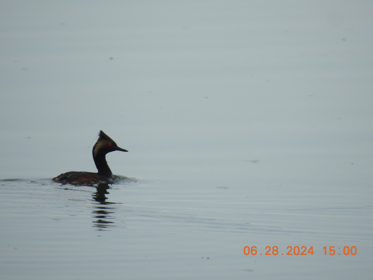 Eared Grebe - ML633676497