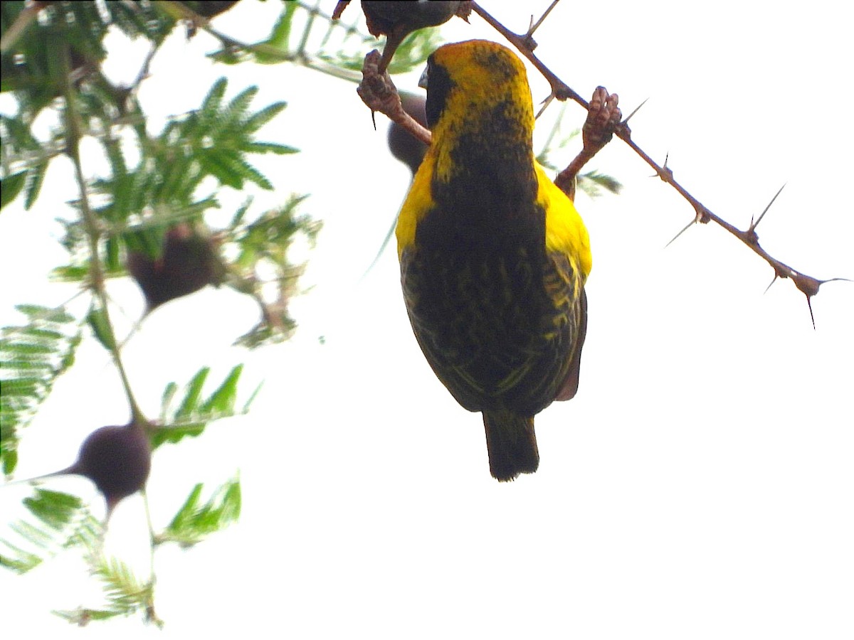 Fox's Weaver - ML633676772