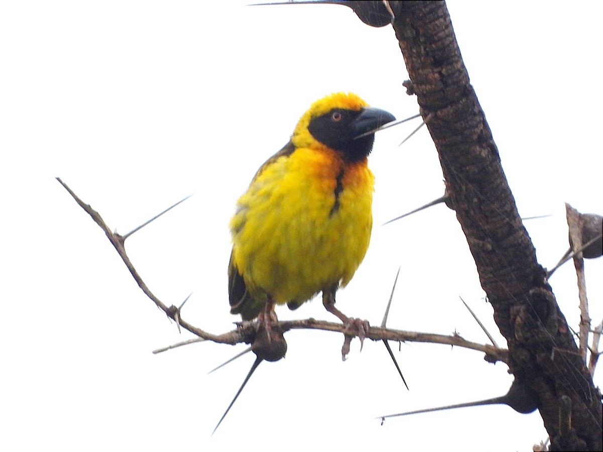 Fox's Weaver - ML633676773