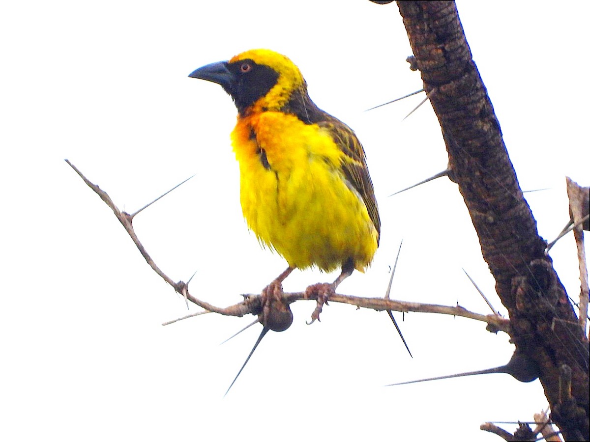 Fox's Weaver - ML633676775