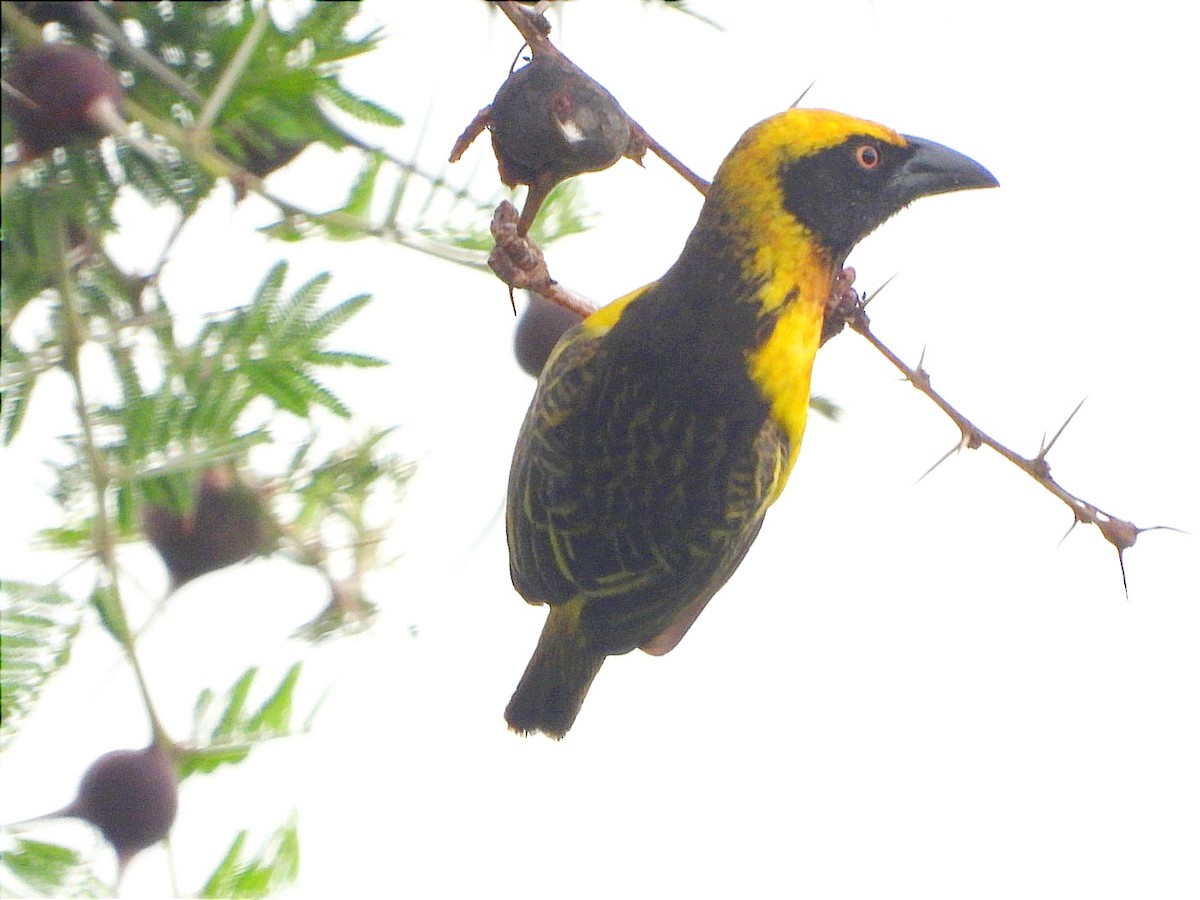 Fox's Weaver - ML633676776