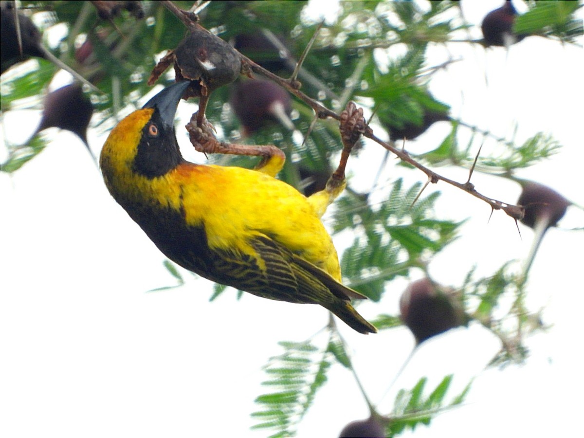 Fox's Weaver - ML633676779