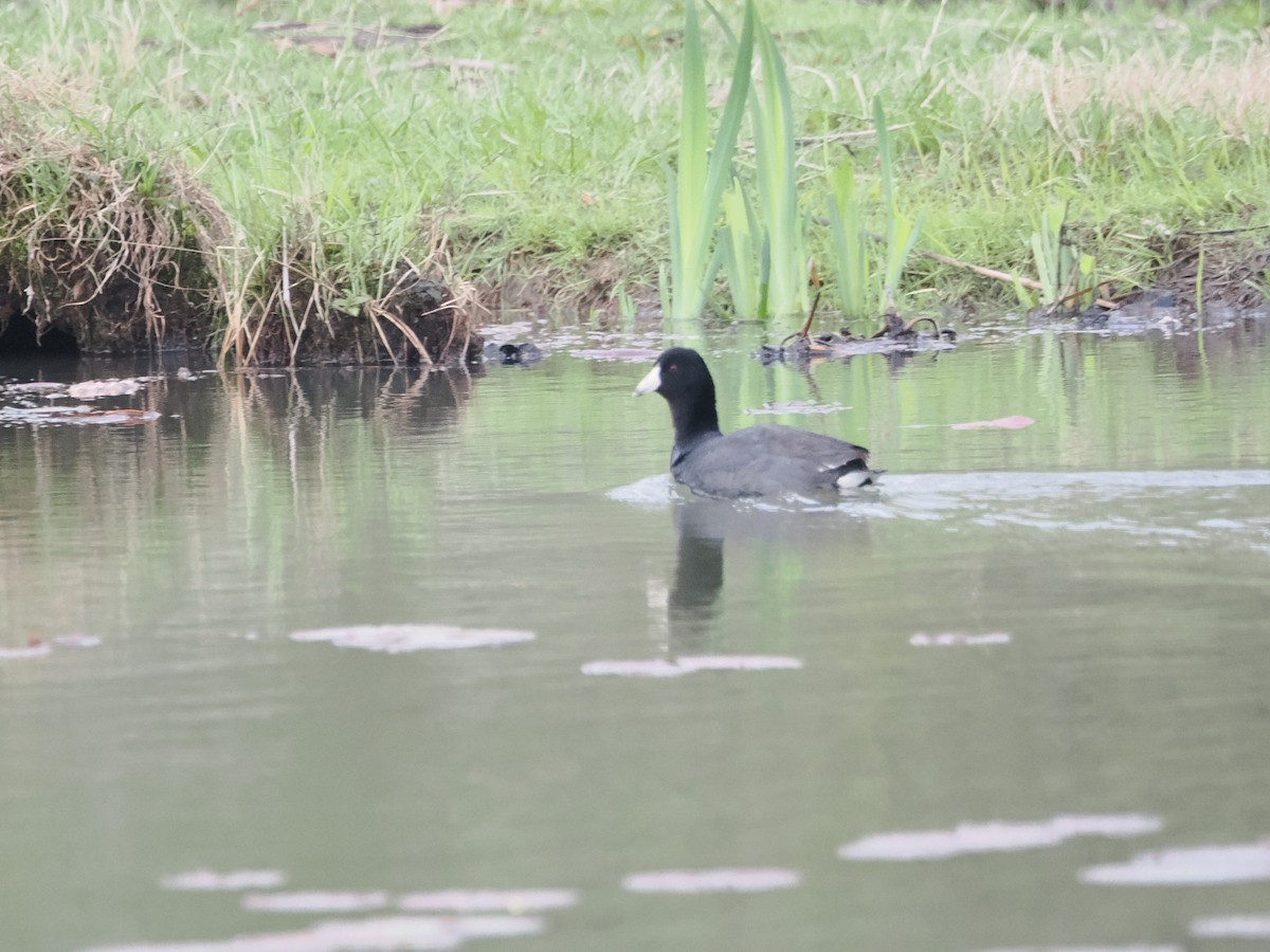 American Coot - ML633676935