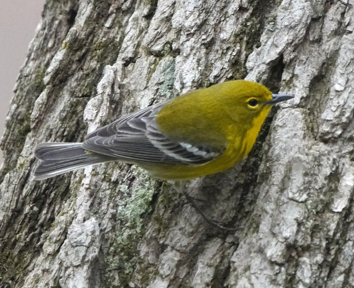 Pine Warbler - ML633676958