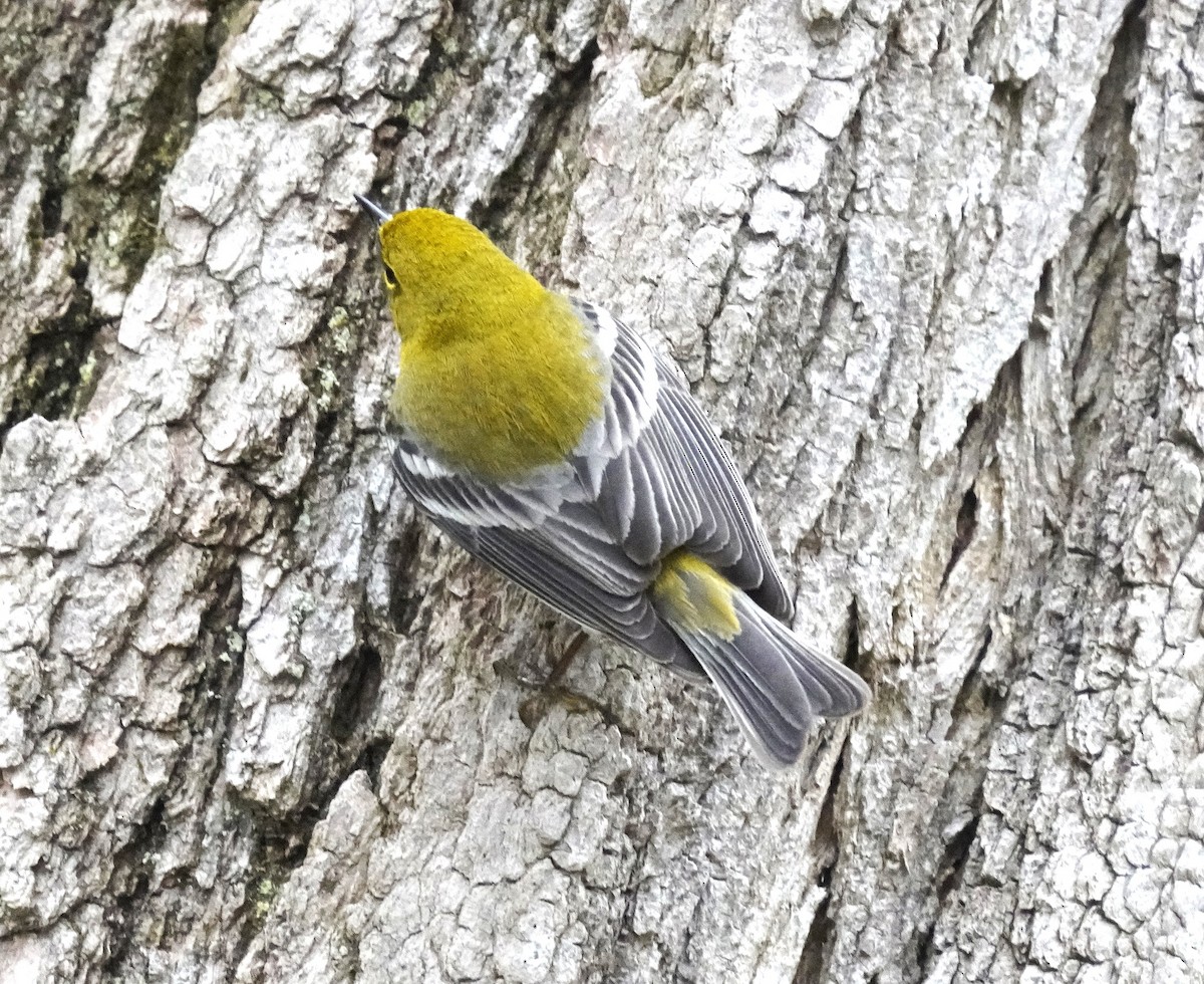 Pine Warbler - ML633676982