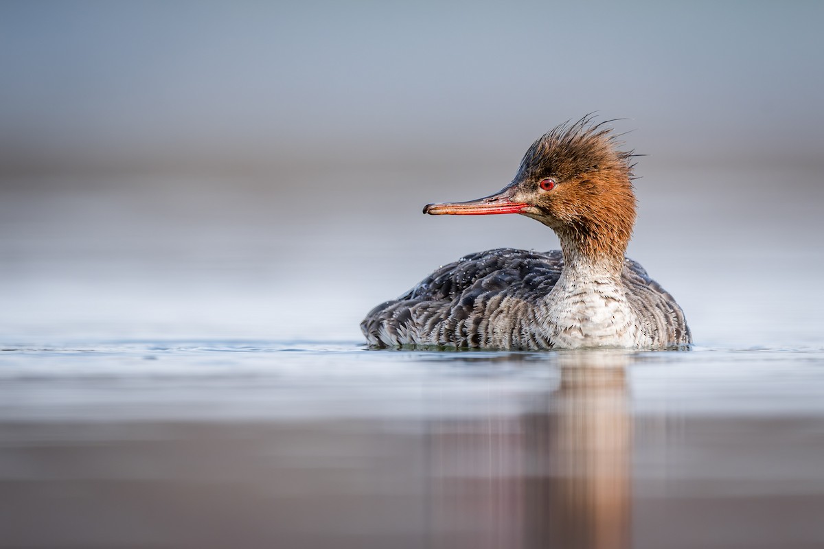 Red-breasted Merganser - ML633677087