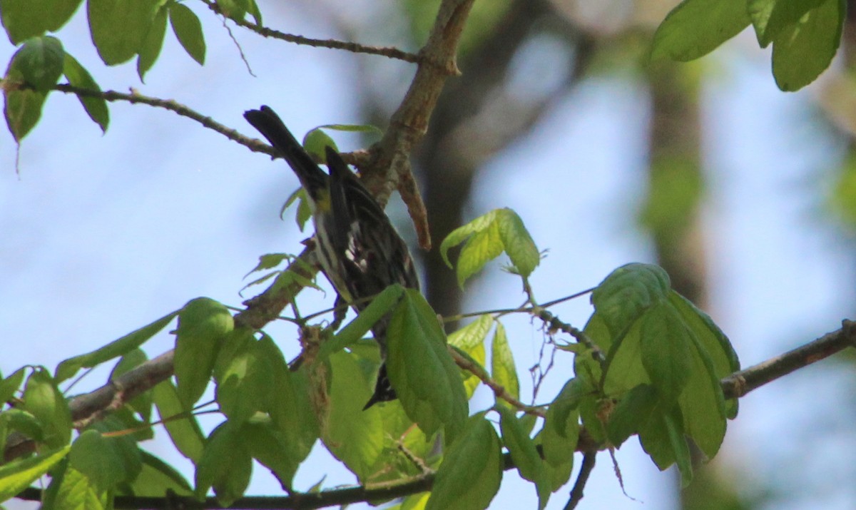 Yellow-rumped Warbler - ML633677526