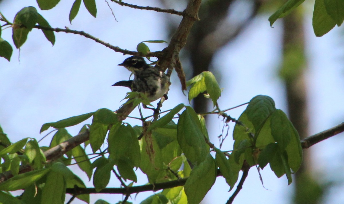 Yellow-rumped Warbler - ML633677532