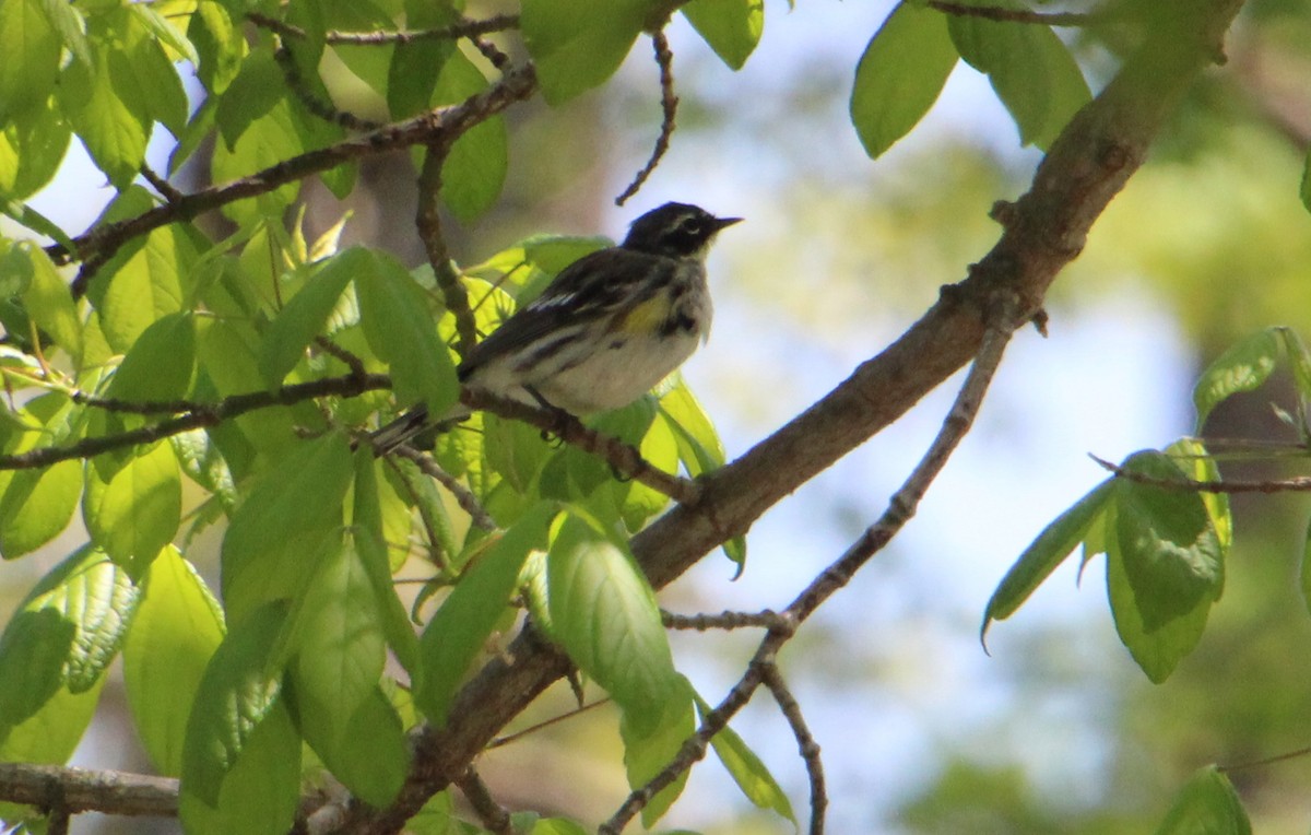 Yellow-rumped Warbler - ML633677533