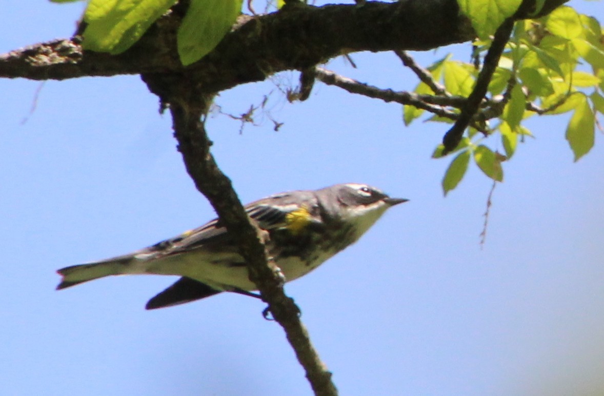 Yellow-rumped Warbler - ML633677554