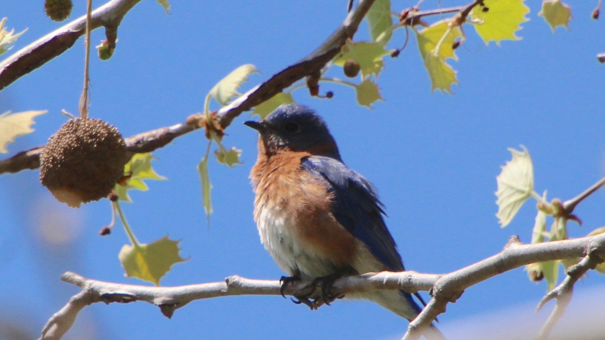 Eastern Bluebird - ML633677577