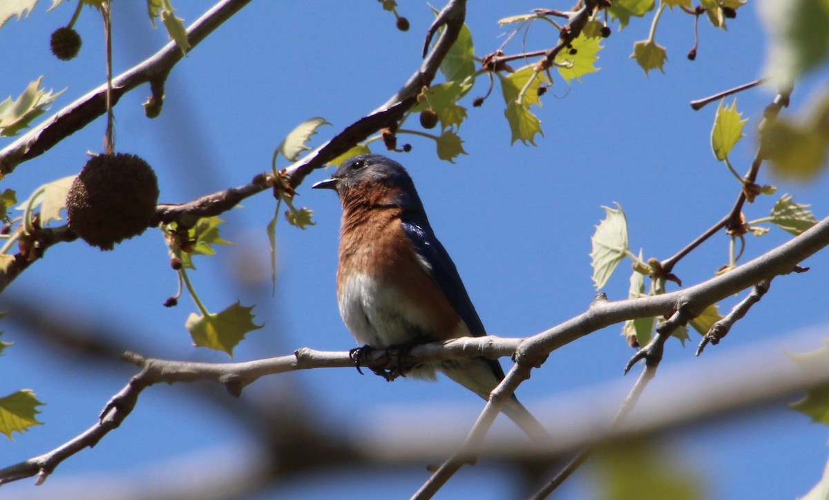 Eastern Bluebird - ML633677580