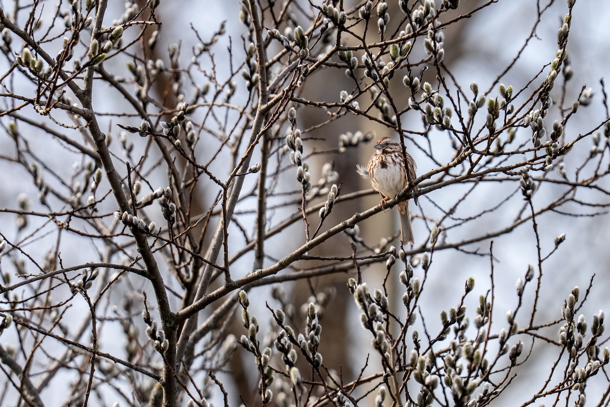Song Sparrow - ML633677636