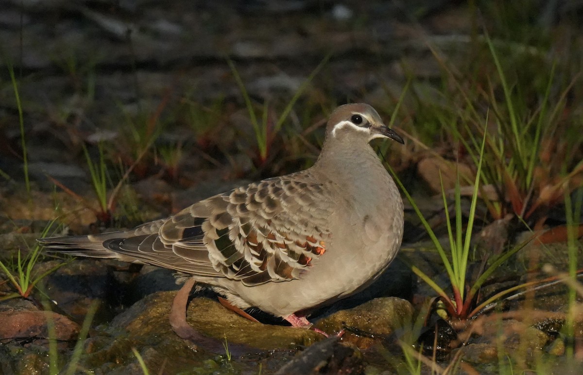 Common Bronzewing - ML633677751