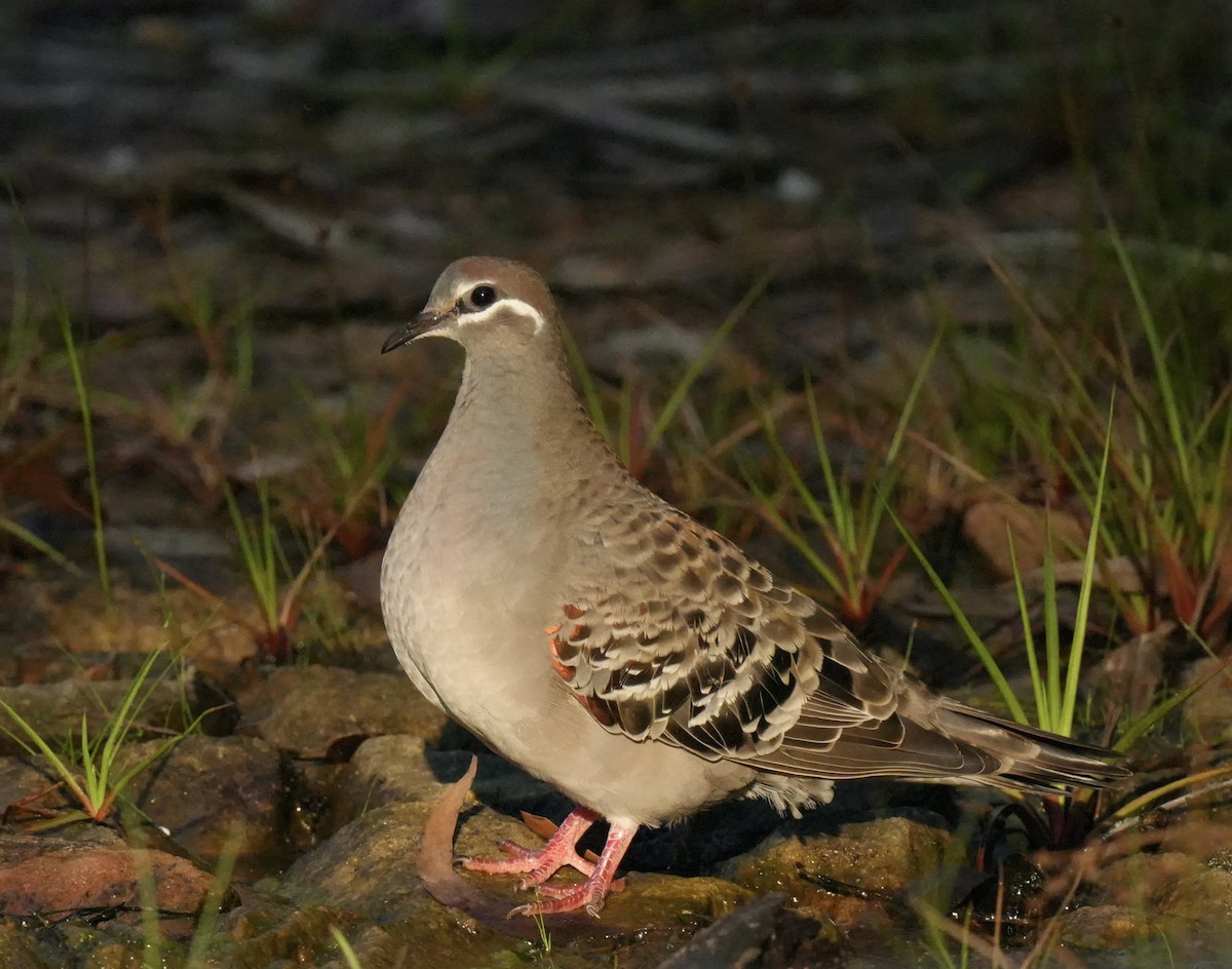 Common Bronzewing - ML633677776