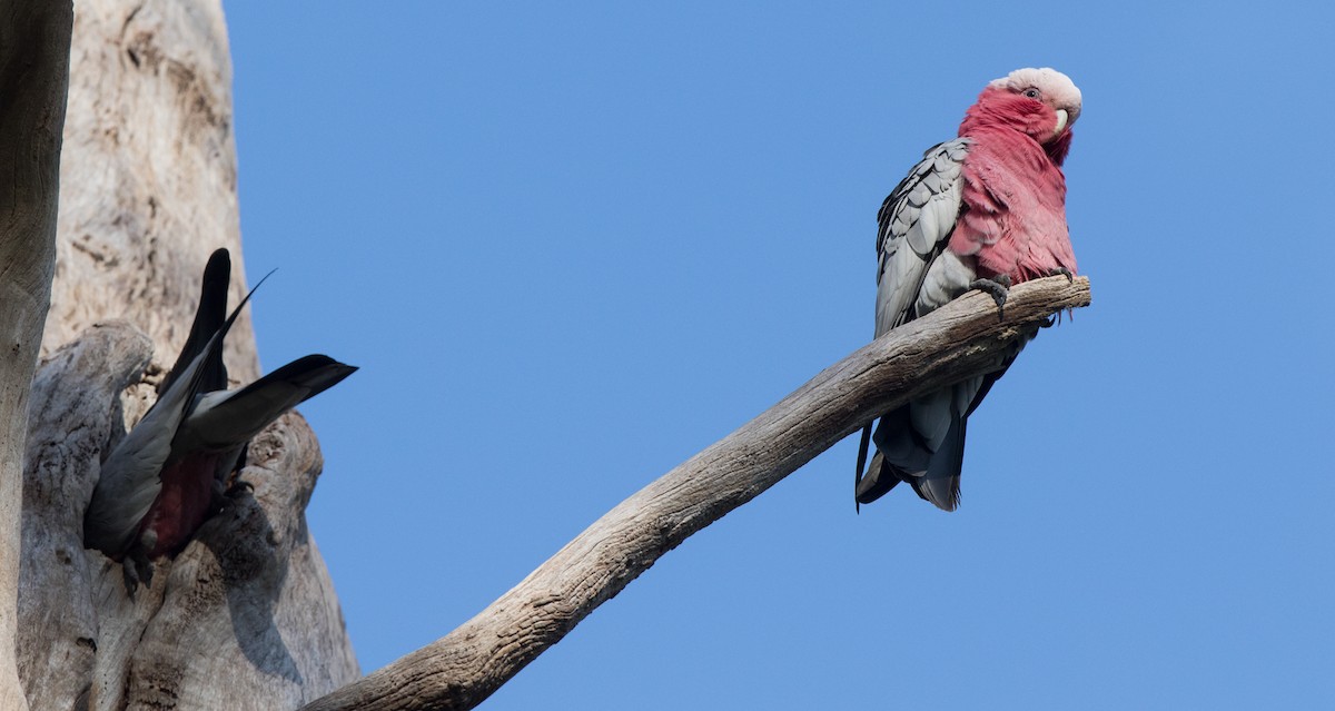 kakadu růžový - ML63367781