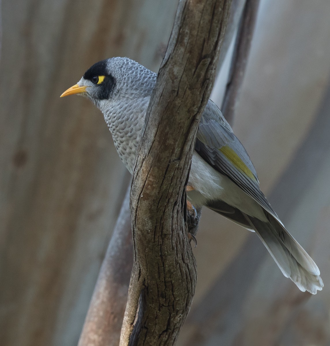 medosavka hlučná - ML63367791