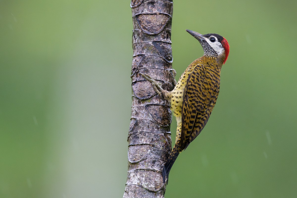 Spot-breasted Woodpecker - Jeff Hapeman