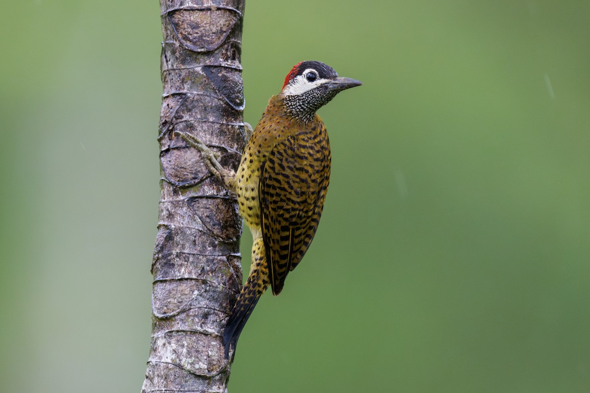 Spot-breasted Woodpecker - Jeff Hapeman