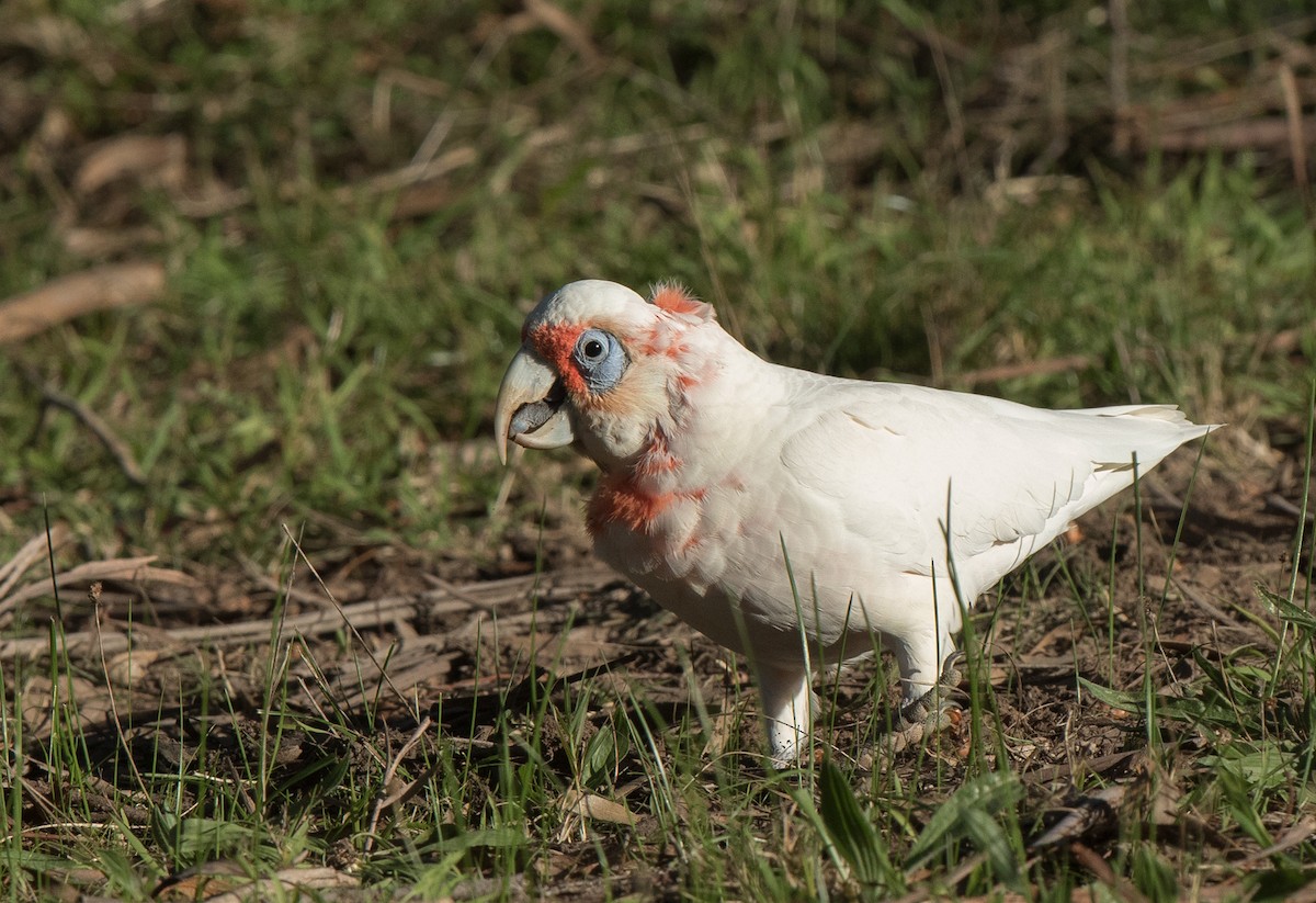 kakadu ostrozobý - ML63367811