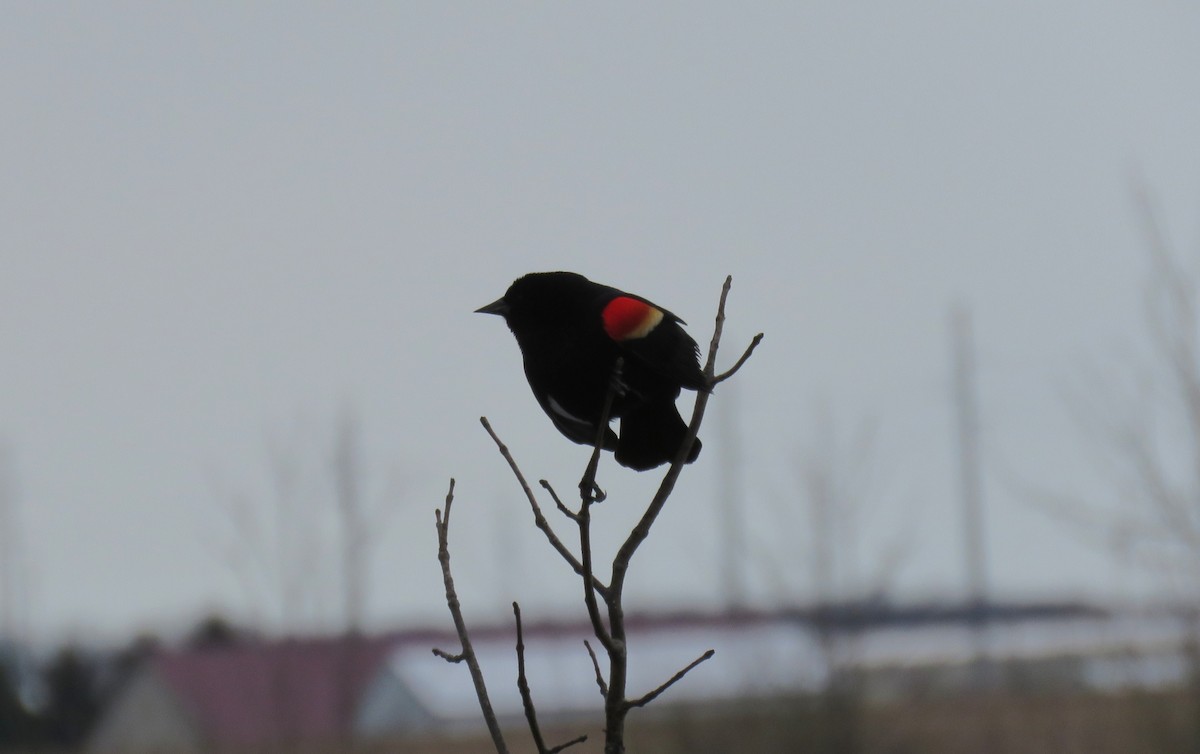 ハゴロモガラス - ML633678249