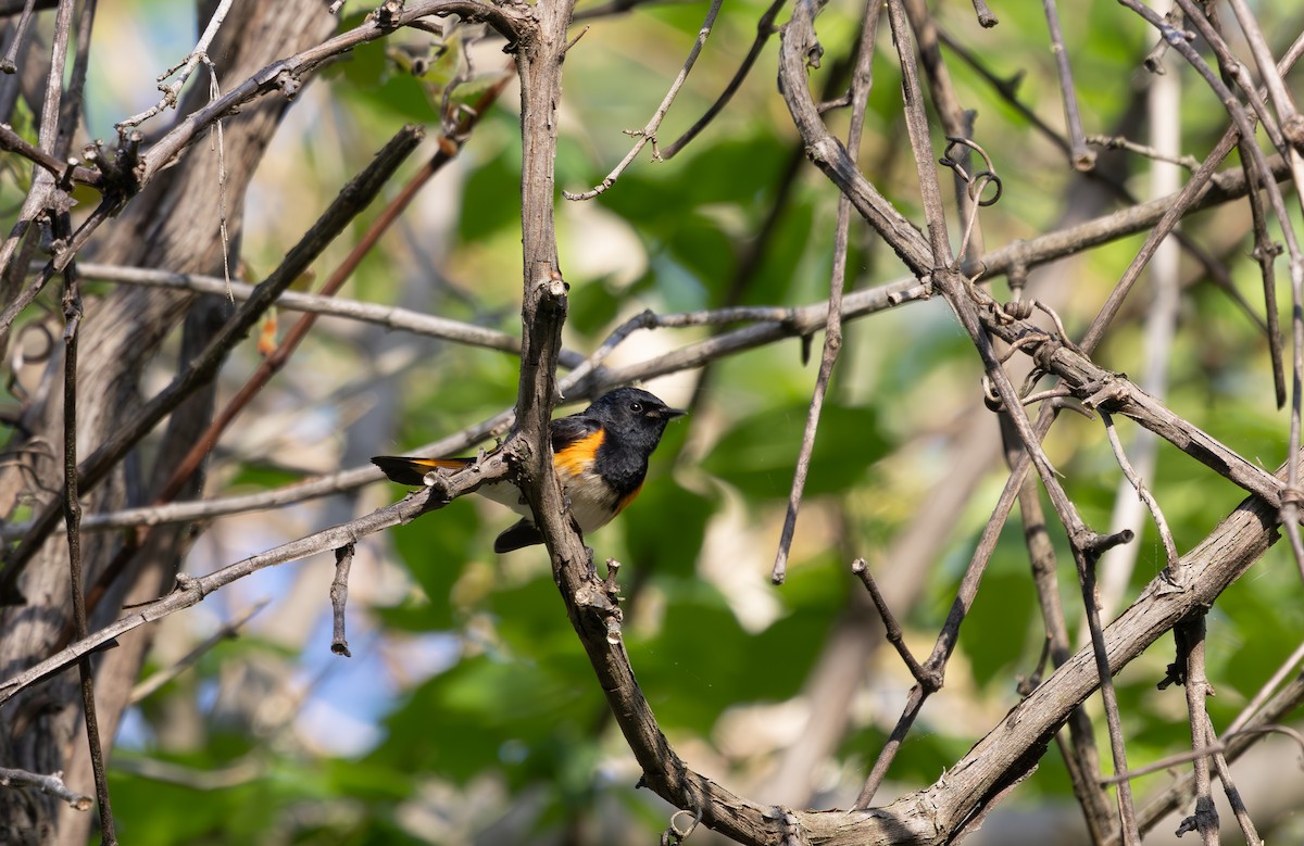American Redstart - ML633678320