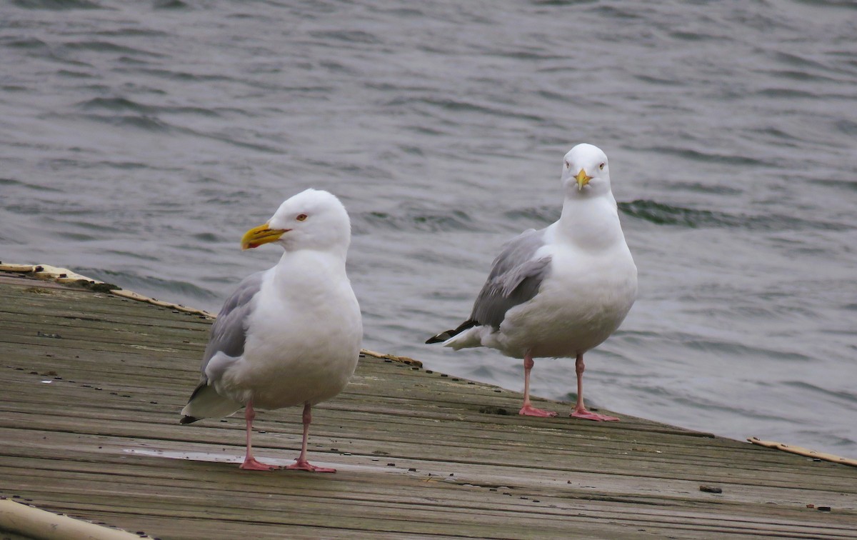 American Herring Gull - ML633678615