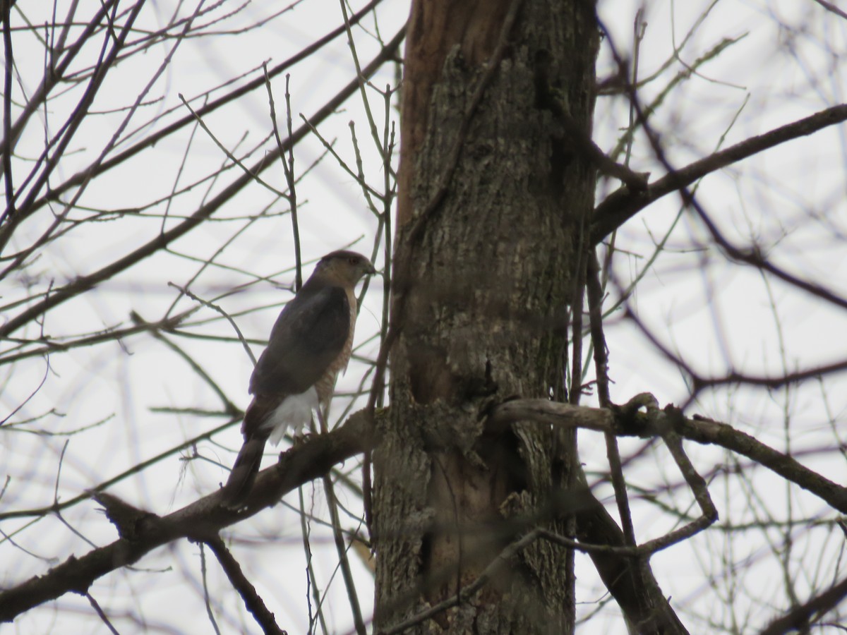 Cooper's Hawk - ML633678715